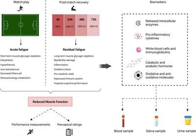 Frontiers Biomarkers of post match recovery in semi professional